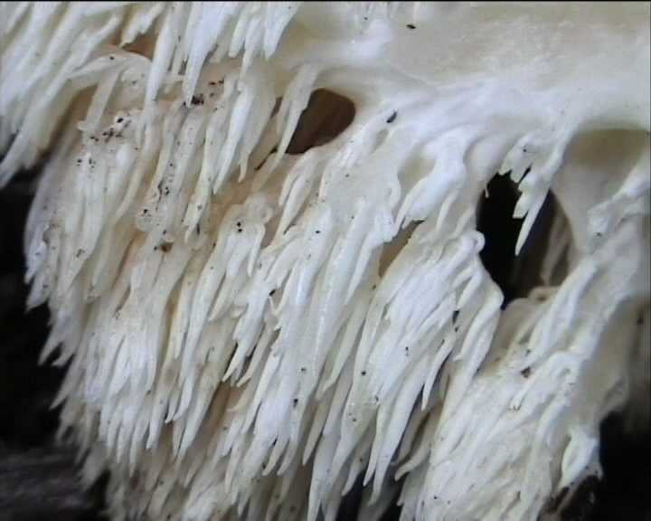 Hericium coralloides  (Scop.:Fr.)  pers.